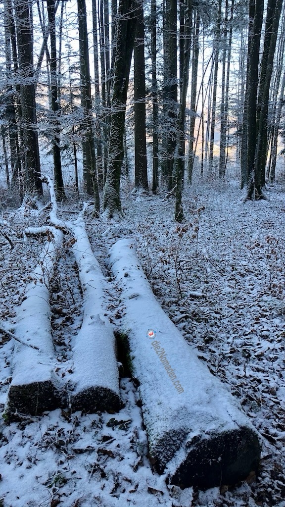 im Wald am Rückweg nach Bad Ischl