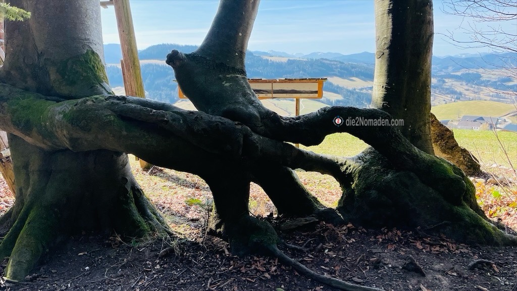 wunderwerk der Natur am Hohlwurzelweg