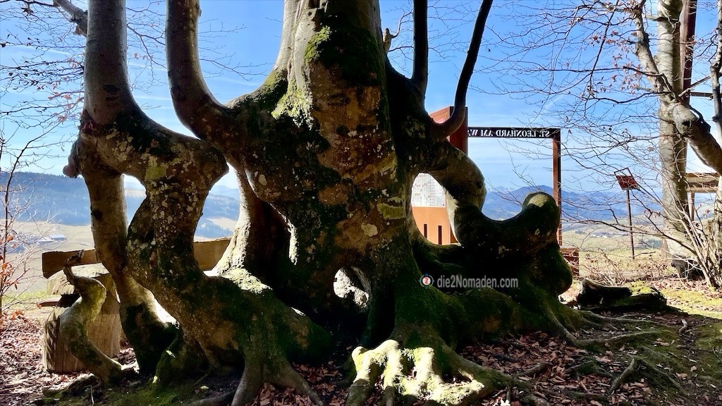 wunderwerk der Natur am Hohlwurzelweg