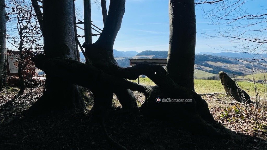 wunderwerk der Natur am Hohlwurzelweg