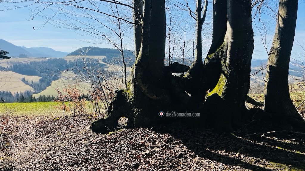 unglaubliche Konstruktionen der Bäume