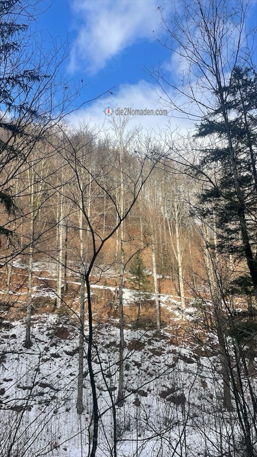 Sonnenseite im Vorderrinnbachtal