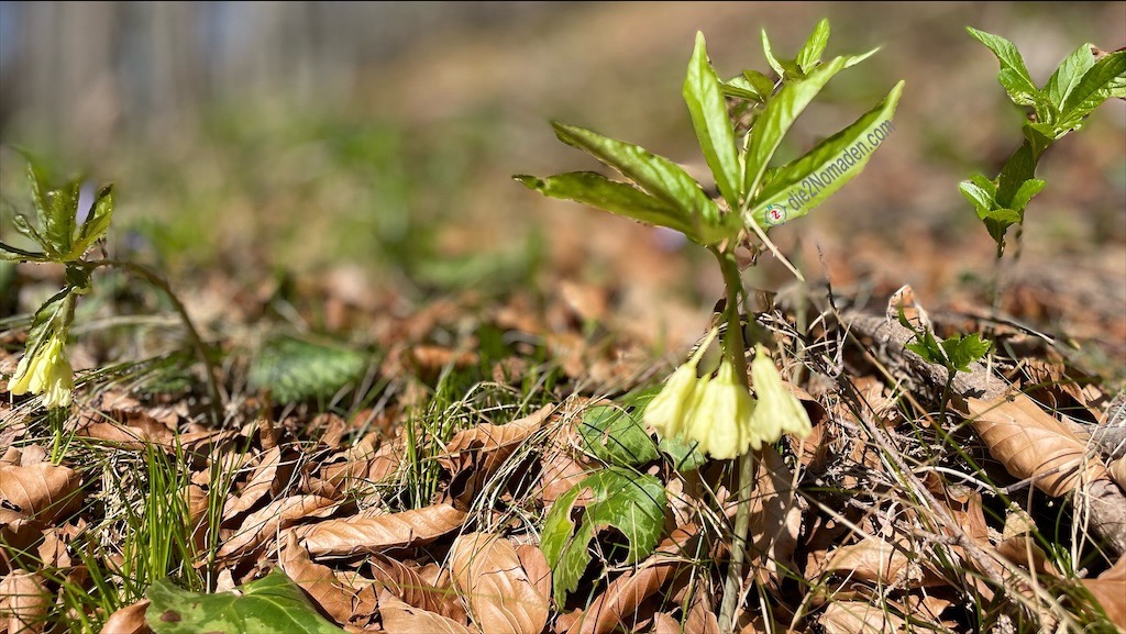 die Natur ist startklar hier am Zuckerhut